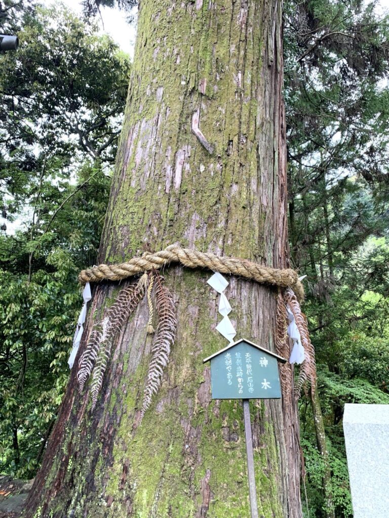 石山寺・ご神木。天平時代からの一本杉