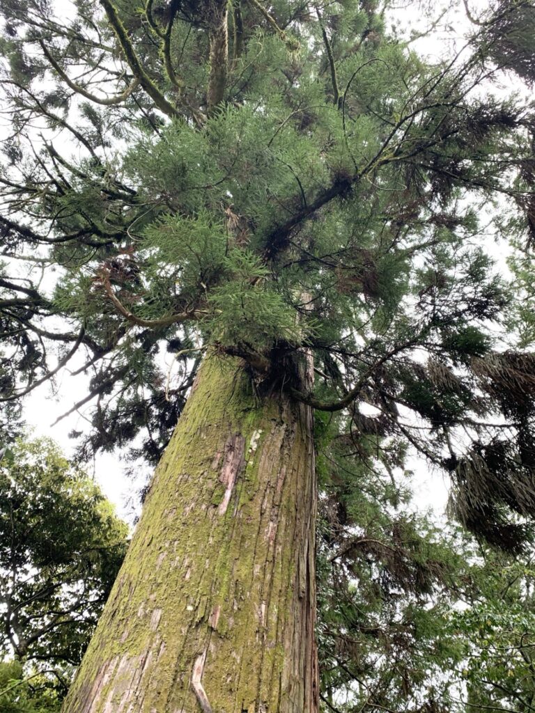 石山寺・ご神木、天平時代からの一本杉