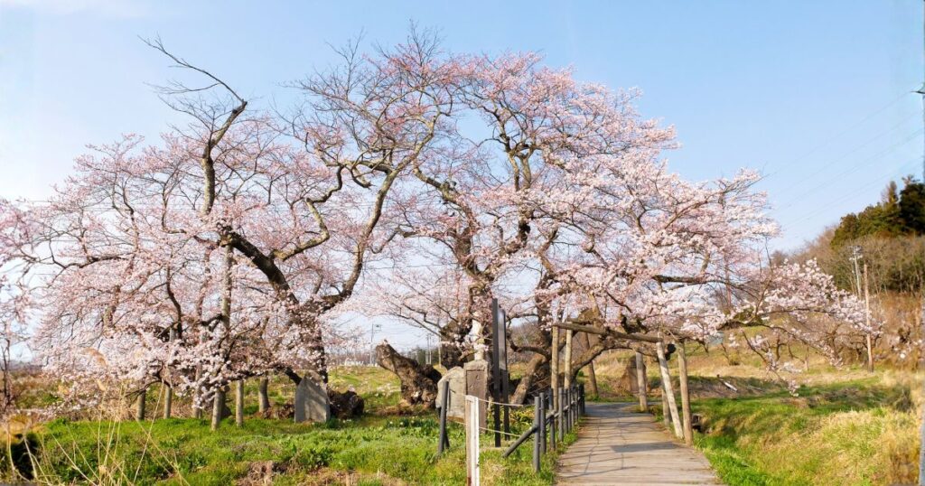 頼母と八重が毛虫退治をしていた石部桜