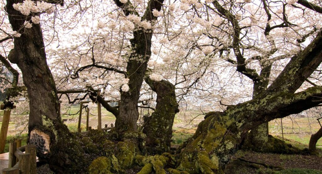 八重の桜(石部桜)