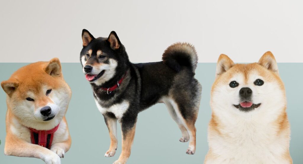 柴犬たち（イメージ図）