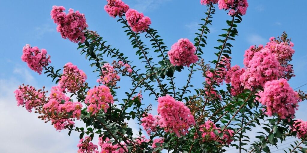 鵜沼城に咲く百日紅