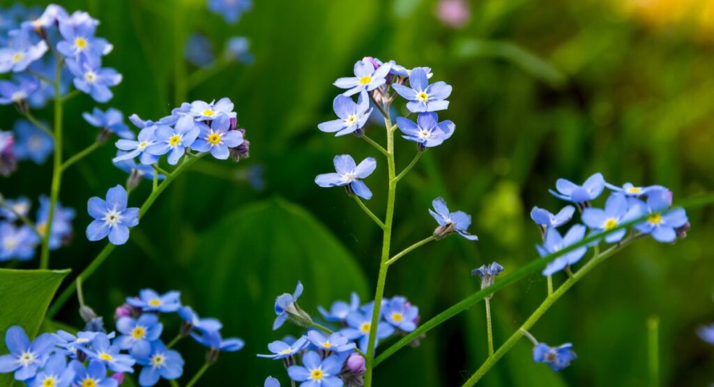 勿忘草（わすれなぐさ）の花言葉は「私を忘れないで」